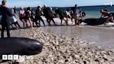 Australia: Rescuers rush to get stranded whales into the sea