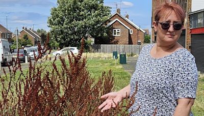 'Complicated situation' as councillor bids to get on top of overgrown grass and weeds