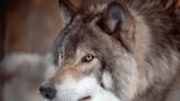 Groups again sue to re-list Northern Rockies wolves - Outdoor News