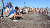 Siete tortugas vuelven al mar en la misma playa de Dénia donde nacieron hace un año