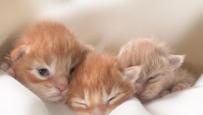 Adorable Maine Coon Kittens' First Hours of Life Are Such a Miracle