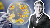 Fanny Angelina Hesse, la mujer que revolucionó el mundo de la microbiología con un ingrediente de cocina