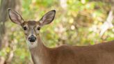 13-Year-Old Boy Gets Hit by a Deer While Riding His Bike After Chain Collision with Car