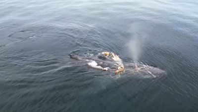 NO COMMENT: Una ballena jorobada enredada con aparejos de pesca y redes en aguas canadienses