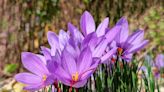 How to Plant and Grow Saffron