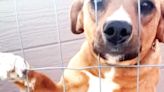 Adorable animals up for adoption by Pet Place