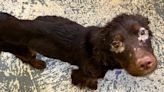 Emaciated spaniel found abandoned in Stockton makes amazing recovery and finds forever home