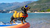 Dachshund Quartet's Boating Adventure Takes Cuteness to New Heights
