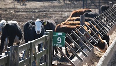 Destacan el aumento del stock ganadero en Río Negro y Neuquén pese a la sequía