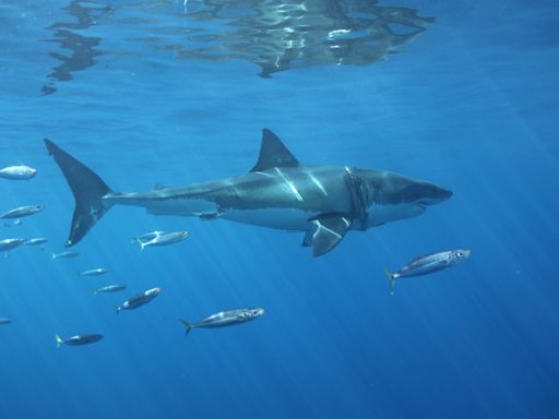 El tiburón blanco está desapareciendo en el Mediterráneo, alertan investigadores italianos