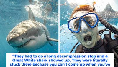 Shark Divers Are Sharing Their Wildest Dive Stories And OMG, I'm At The Edge Of My Seat