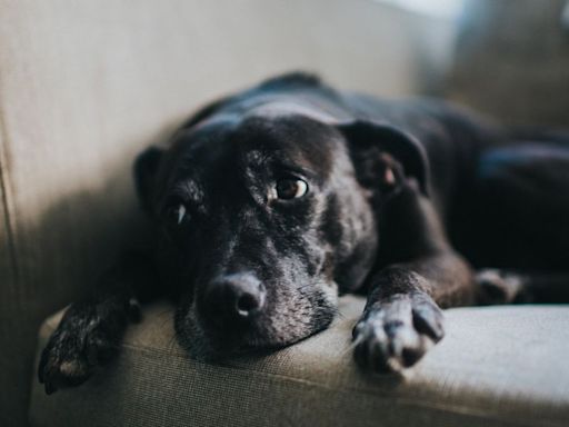 The 5 Biggest Early Warning Signs Of Cancer In Dogs