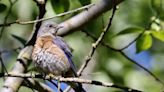 El calor extremo acelera el declive de las aves, sobre todo en terrenos agrícolas