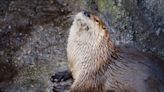 What do otters eat? Here's what's on the menu for river vs sea otters.