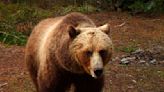 Grizzly bear kills hiker near Yellowstone, the third such fatal attack in as many years