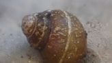 Center for Biological Diversity hopes to protect Washington’s Ashy pebblesnail and shortface lanx