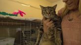 Anderson cat rescue giving cats for cash to keep doors open