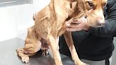 Rescataron a Gino, un perro que sufría maltrato animal en Cipolletti - Diario Río Negro