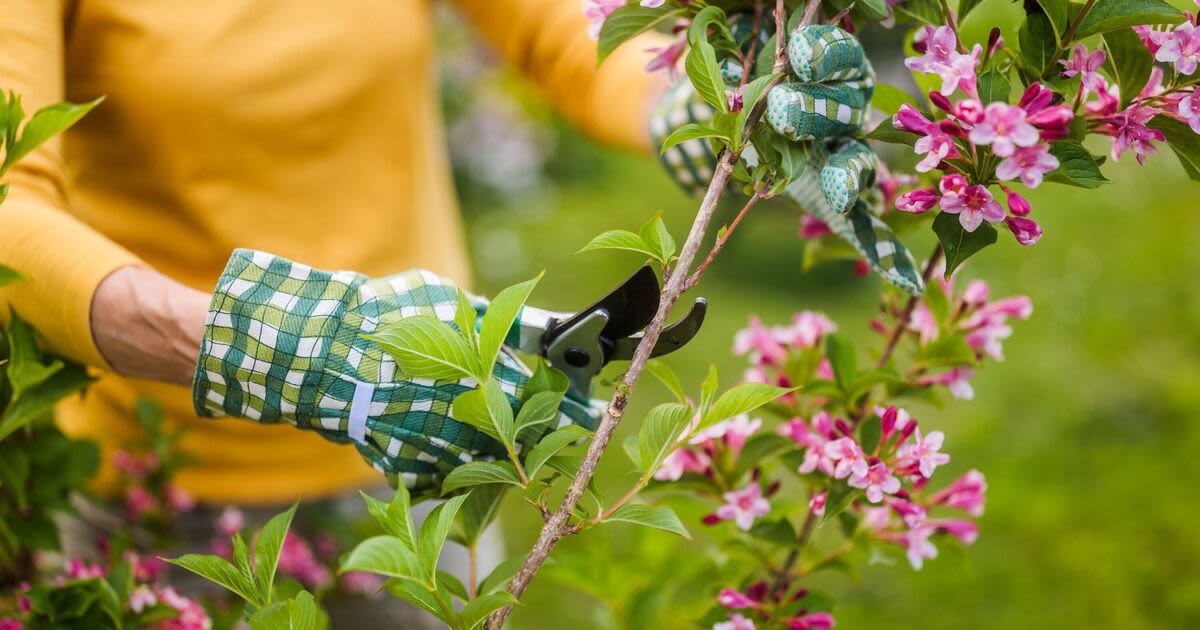 Monty Don shares 3 plants that must be pruned now to bear maximum flowers