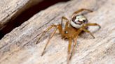 Noble false widows: the tiny spiders taking a big bite out of British and Irish wildlife