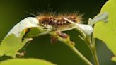Maine experiencing one of the worst browntail moth caterpillar outbreaks, experts say