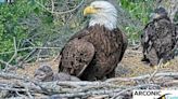 Arconic eaglets now have names, given in honor of an Iowa basketball star