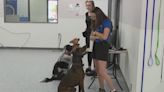 Dog Training Elite in Mesa helps new dog owners bond with their four-legged friend