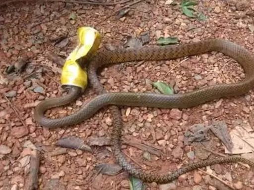 Discover 8 amazing facts about rat snakes | - Times of India