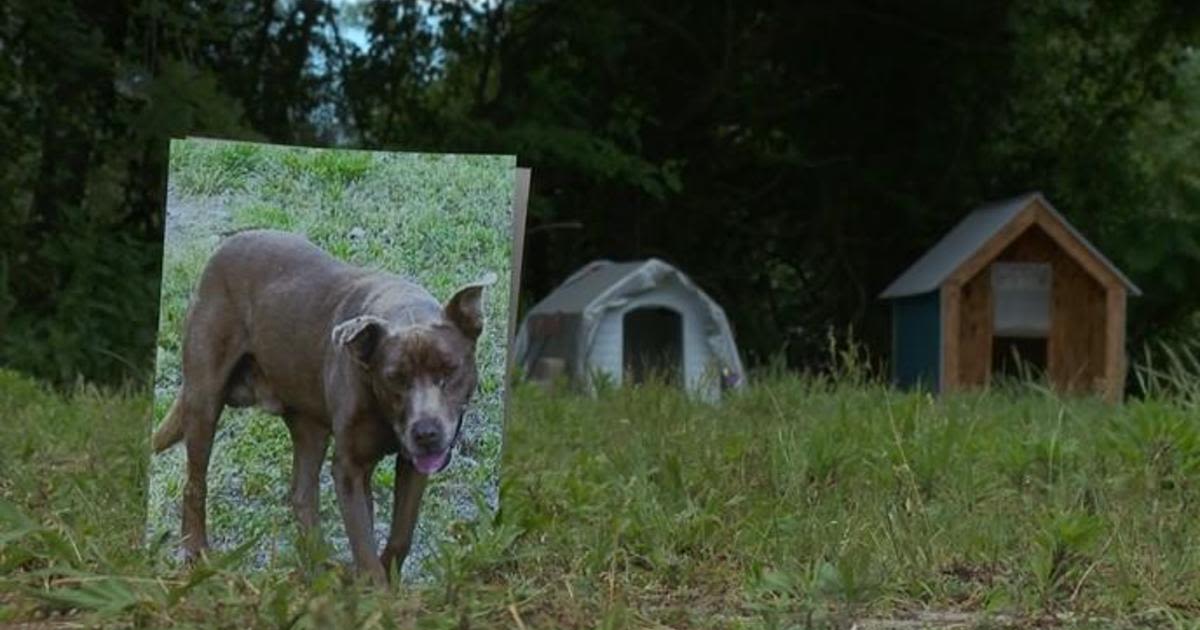 Stray dog Brownie, who "brought a lot of people together," mourned by Anne Arundel community