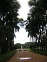Acharya Jagadish Chandra Bose Indian Botanic Garden