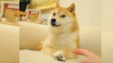 Murió Kabosu, el perrito de los memes virales | Por las redes