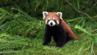 Red panda Esha creates a buzz at new Peak Wildlife Park home