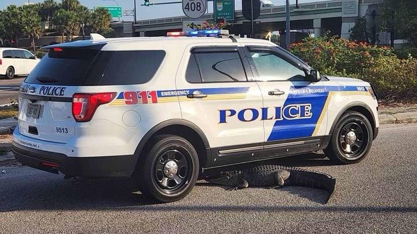 SEE: Gator spotted in roadway near SR 408 entry ramp in Orlando