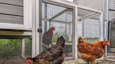 CDC Issues Warning Over Salmonella Outbreaks Linked To Backyard Poultry | NewsRadio 840 WHAS