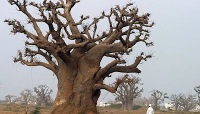 El baobab, el 'árbol de la vida', surgió en Madagascar, según revela un estudio