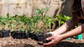 Au jardin : betterave, carotte, poire, radis, il est encore temps de planter ces fruits et légumes