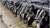 Why the Bird Flu Outbreak in Dairy Cows Matters