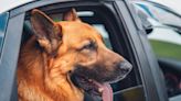 3 Florida German Shepherds Hijack Woman's Car and Refuse to Leave