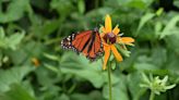 Conserving butterflies in Kentucky - WNKY News 40 Television