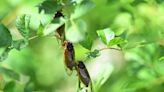 When will cicadas emerge? Three signs point to imminent awakening