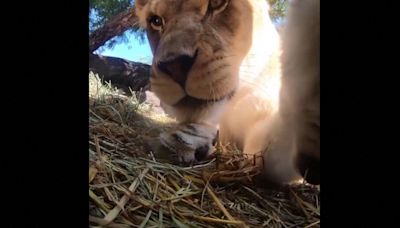 Watch: Curious lions investigate hidden camera at zoo