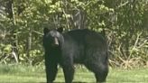 Mother bear and cubs spotted roaming Exeter neighborhoods