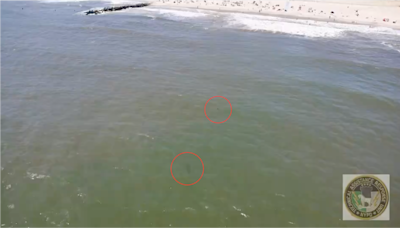 Drone videos show sharks lurking near popular New York beach