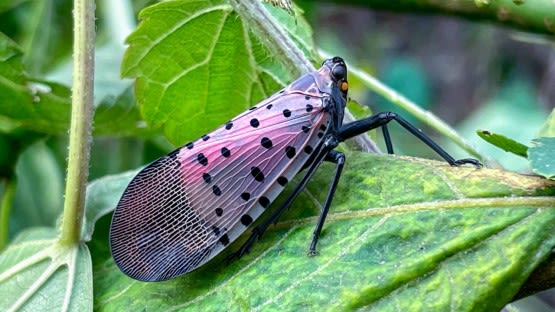 Invasive spotted lanternfly detected in Finger Lakes vineyard | Cornell Chronicle
