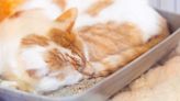 Why Is My Cat Sleeping in the Litter Box? A Cat Behaviorist Gives Us the Scoop