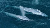 Increased numbers of blue whales spotted in Channel Islands region