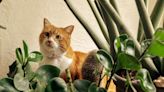 10 Cat-Safe Indoor Plants That Are Easy To Care For