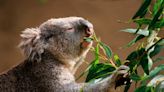 Conniving koala leads friends past security to eat thousands of plants