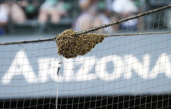 Arizona Diamondbacks social media team had internet buzzing during bee delay vs LA Dodgers