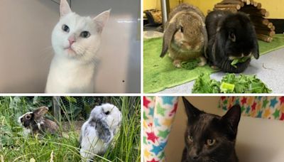 Can you give one of these adorable animals a loving home?